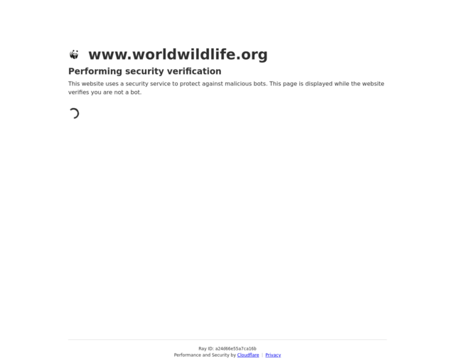 Screenshot of the World Wildlife Foundation- Plastic in the Ocean website